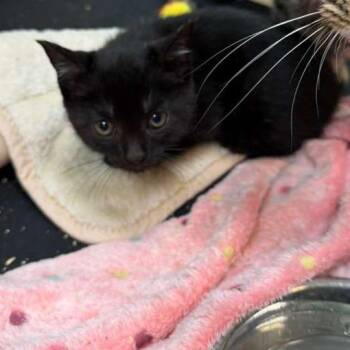 Domestic Short Hair Cats Available for Adoption in Gadsden, Alabama - Tidmore 3 | PetCurious
