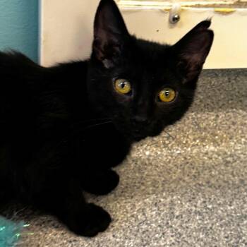 Cheer Bear -  Domestic Short Hair Cat for Adoption in Wheeling, Illinois - Cheer Bear | PetCurious