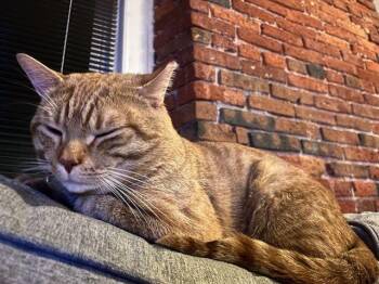 Rescue Domestic Short Hair Cats for Adoption in Worcester, Massachusetts - Butter | PetCurious