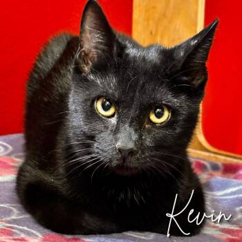 Rescue Domestic Short Hair Cats for Adoption in Janesville, Wisconsin - Kevin | PetCurious
