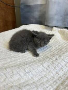 Kern -  Domestic Short Hair Cat for Adoption in West Memphis, Arkansas - Kern | PetCurious