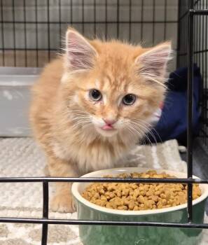 Ella -  Domestic Long Hair Cat for Adoption in Saint Clairsville, Ohio - Ella | PetCurious