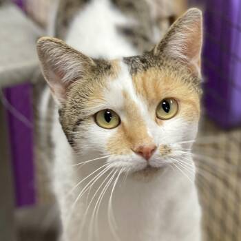 Rescue Calico Cats for Adoption in Collierville, Tennessee - Cranberry | PetCurious