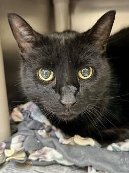 Luke -  Domestic Short Hair Cat for Adoption in Wichita, Kansas - Luke | PetCurious
