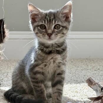 Pinkie -  Domestic Short Hair Cat for Adoption in Brownsboro, Alabama - Pinkie | PetCurious