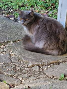 Rescue Domestic Medium Hair Cats for Adoption in Lucas, Texas - Hunter & Gracie | PetCurious