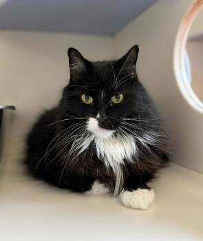 JJ -  Domestic Long Hair Cat for Adoption in Elizabethtown, New York - JJ | PetCurious