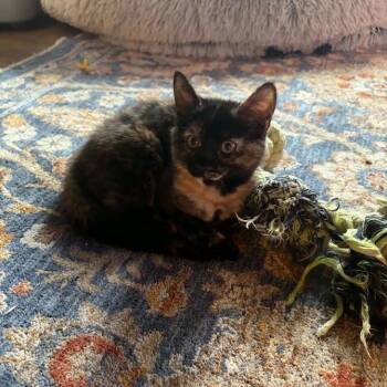 Janet -  Domestic Short Hair Cat for Adoption in Walden, New York - Janet | PetCurious