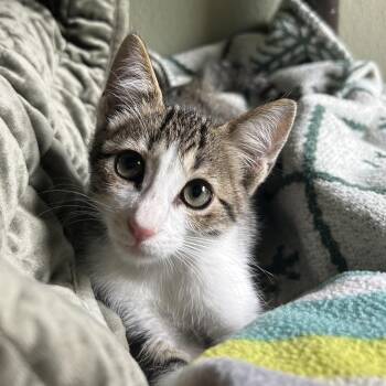 BASHFUL -  Domestic Short Hair Cat for Adoption in Kyle, Texas - BASHFUL | PetCurious