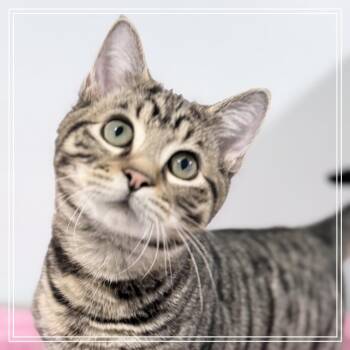 Domestic Short Hair Cats Available for Adoption - Kupo | PetCurious