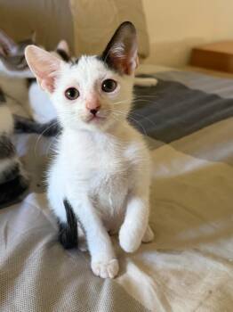 Domestic Short Hair Cats Available for Adoption in Sunrise, Florida - Mucca | PetCurious