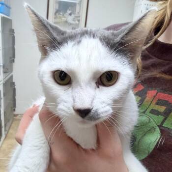 Stache-4722 -  Domestic Short Hair Cat for Adoption in Tyler, Texas - Stache-4722 | PetCurious