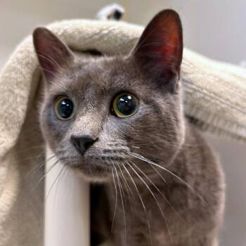 Toby -  Domestic Short Hair Cat Available for Adoption in Woodinville, Washington - Toby | PetCurious