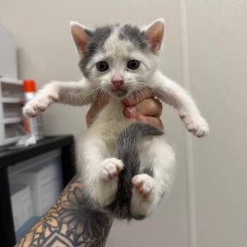 Noodle -  Domestic Short Hair Cat for Adoption in Morganton, North Carolina - Noodle | PetCurious
