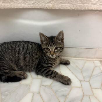 Domestic Medium Hair Cats Available for Adoption in Westhampton, New York - Mario | PetCurious