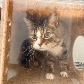 Hubert -  Domestic Short Hair Cat for Adoption in Philadelphia, Pennsylvania - Hubert | PetCurious