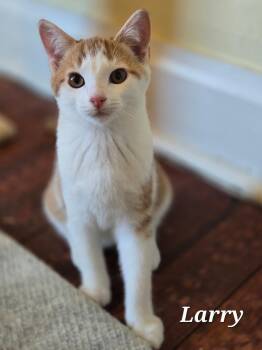 Larry -  Domestic Short Hair Cat for Adoption in Woodsfield, Ohio - Larry | PetCurious
