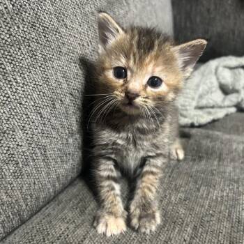 Domestic Short Hair Cats Available for Adoption in Little Rock, Arkansas - Juniper 26-017 | PetCurious