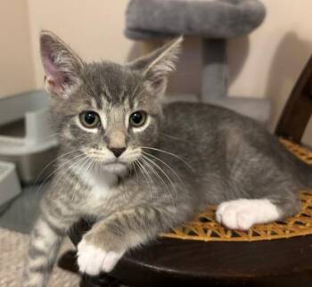 Carl Dean -  Domestic Short Hair Cat for Adoption in Breinigsville, Pennsylvania - Carl Dean | PetCurious