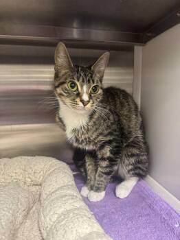 Domestic Short Hair Cats Available for Adoption in Hilton Head Island, South Carolina - Mila | PetCurious