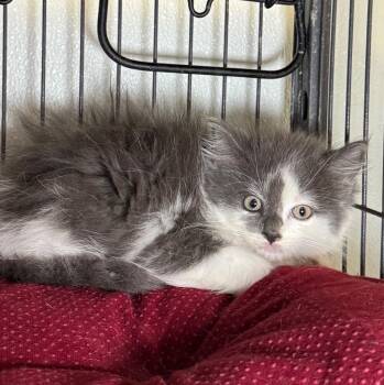Tammie -  Domestic Long Hair Cat for Adoption in Saginaw, Michigan - Tammie | PetCurious