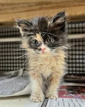 Kitten 27795 (Fettuccine) -  Calico Cat for Adoption in Parlier, California - Kitten 27795 (Fettuccine) | PetCurious