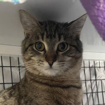 Pumbaa -  Domestic Short Hair Cat for Adoption in Chicago, Illinois - Pumbaa | PetCurious