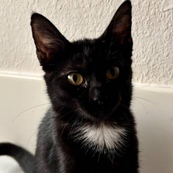 Jolene -  Domestic Short Hair Cat for Adoption in Liverpool, Texas - Jolene | PetCurious