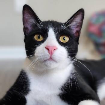 Rescue Tuxedo Cats for Adoption in Conroe, Texas - Roman (Stephanie