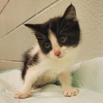 Marilyn -  Domestic Medium Hair Cat for Adoption in Chattanooga, Tennessee - Marilyn | PetCurious