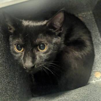 Sunoco -  Domestic Short Hair Cat for Adoption in Birmingham, Alabama - Sunoco | PetCurious