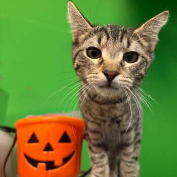 Domestic Short Hair Cats Available for Adoption - Tyler | PetCurious