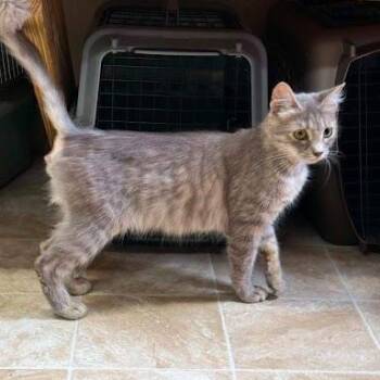 American Shorthair Cats Available for Adoption in Bethel, Connecticut - Audi | PetCurious
