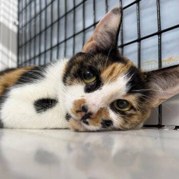 Polka Dot -  Domestic Short Hair Cat for Adoption in Trenton, New Jersey - Polka Dot | PetCurious