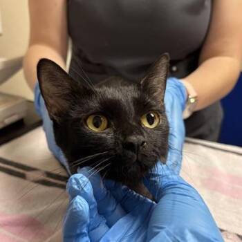Domestic Short Hair Cats Available for Adoption in Tempe, Arizona - Odette | PetCurious