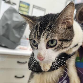 Essex Emerald -  Domestic Short Hair Cat for Adoption in Evansville, Indiana - Essex Emerald | PetCurious