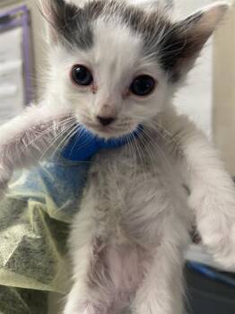 MISO HAPPY -  Domestic Short Hair Cat for Adoption in Las Vegas, Nevada - MISO HAPPY | PetCurious