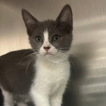 Alma Paprika -  Domestic Short Hair Cat Available for Adoption in Walnut Creek, California - Alma Paprika | PetCurious