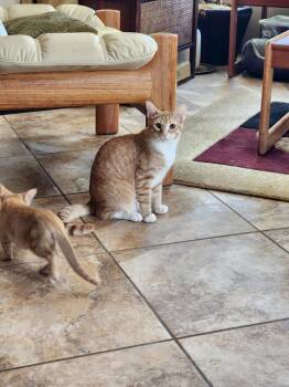 Doc -  Domestic Short Hair Cat for Adoption in Albuquerque, New Mexico - Doc | PetCurious