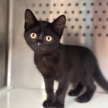 Edsel -  Domestic Short Hair Cat for Adoption in Starkville, Mississippi - Edsel | PetCurious