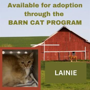 Domestic Short Hair Cats Available for Adoption - LAINIE BARN CAT | PetCurious