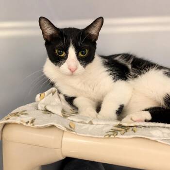 Julietta -  Domestic Short Hair Cat for Adoption in Hopkinton, Massachusetts - Julietta | PetCurious