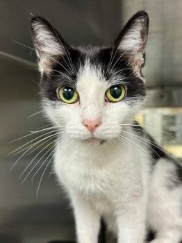 Concept -  Domestic Short Hair Cat for Adoption in Wichita, Kansas - Concept | PetCurious