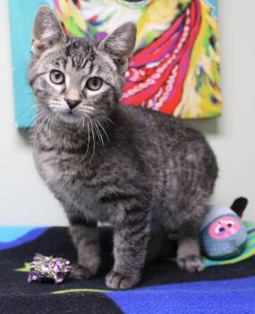 Domestic Short Hair Cats Available for Adoption - Stardust | PetCurious