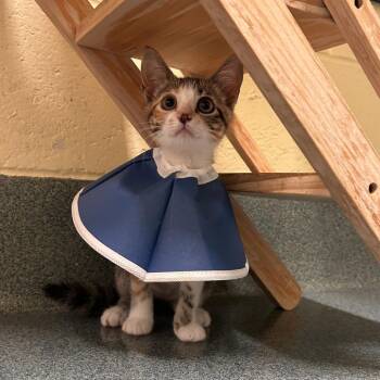 Lemur -  Domestic Short Hair Cat Available for Adoption - Lemur | PetCurious