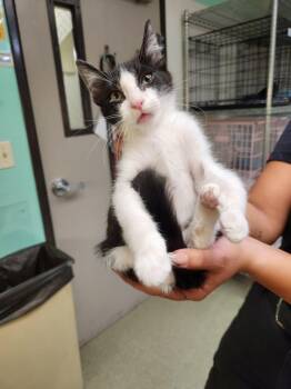 A141395 -  Domestic Short Hair Cat for Adoption in Burbank, California - A141395 | PetCurious