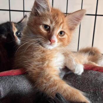 Ron -  Domestic Medium Hair and Domestic Short Hair Cat for Adoption in Nampa, Idaho - Ron | PetCurious