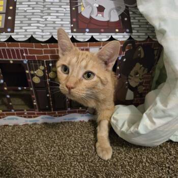 Rescue Domestic Short Hair Cats for Adoption in Gibsonia, Pennsylvania - Mrs. Nesbit | PetCurious