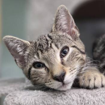 Baxter -  Domestic Short Hair Cat for Adoption in Pittsford, Vermont - Baxter | PetCurious