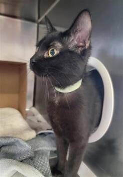 Domestic Short Hair Cats Available for Adoption in Largo, Florida - Noir | PetCurious